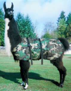 Camouflage Captain Navarre